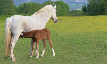 Fondo de Pantalla de pixabay_5183837.jpg