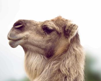 Fondo de Pantalla de pixabay_5194378.jpg