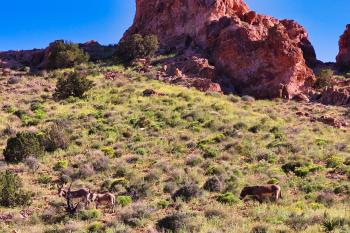 Fondo de Pantalla de pixabay_5119283.jpg