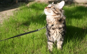 Gato en alta calidad: fondo de pantalla 4K naturaleza.