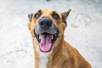 Fondo de Pantalla de pixabay_5019596.jpg