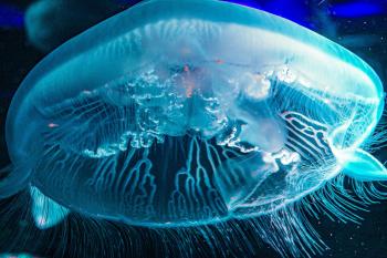 Fondo de Pantalla de pixabay_4914221.jpg