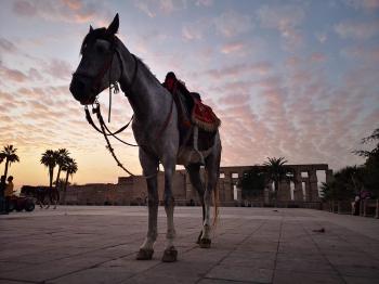 Fondo de Pantalla de pixabay_4862488.jpg