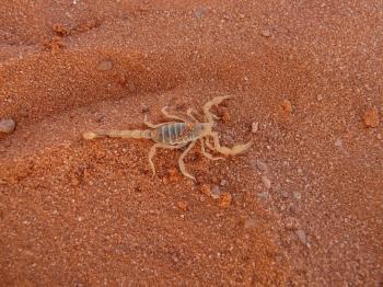 Fondo de Pantalla de pixabay_4894.jpg