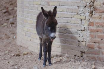 Fondo de Pantalla de pixabay_4844474.jpg