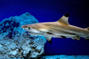 Fondo de Pantalla de pixabay_4729554.jpg