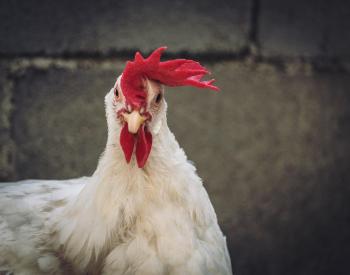 Fondo de Pantalla de pixabay_4689054.jpg