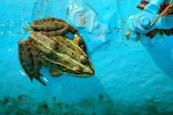 Fondo de Pantalla de pixabay_4647751.jpg