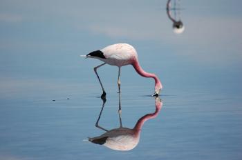 Fondo de Pantalla de pixabay_4473511.jpg