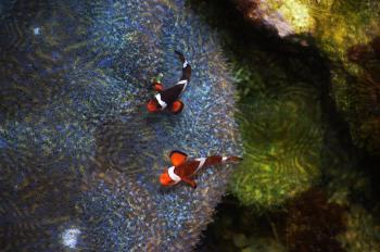 Fondo de Pantalla de pixabay_4400566.jpg