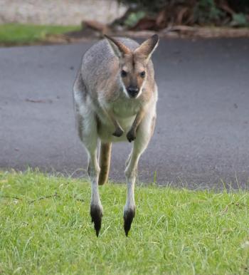 Fondo de Pantalla de pixabay_4244102.jpg