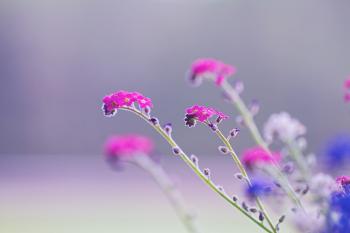 Fondo de Pantalla de pixabay_4151689.jpg