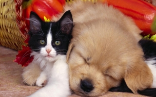 Adorables mascotas en otoño - Wallpaper 4K alta calidad