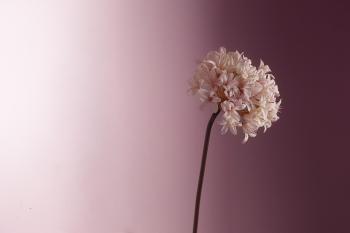 Fondo de Pantalla de pixabay_3410577.jpg