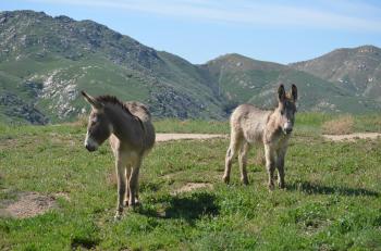 Fondo de Pantalla de pixabay_3360080.jpg