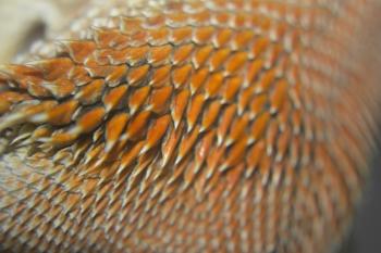 Fondo de Pantalla de pixabay_2747128.jpg