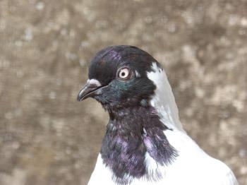 Fondo de Pantalla de pixabay_2700611.jpg