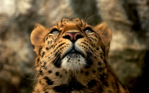 Leopardo en alta calidad: fondo de pantalla 4K impresionante