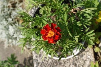 Fondo de Pantalla de pixabay_2476104.jpg