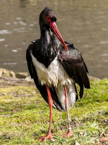 Fondo de Pantalla de pixabay_2415472.jpg