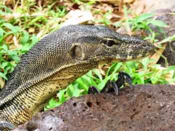 Fondo de Pantalla de pixabay_2421544.jpg