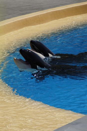 Fondo de Pantalla de pixabay_2434064.jpg