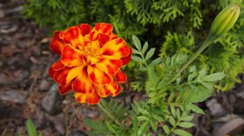 Fondo de Pantalla de pixabay_2441880.jpg