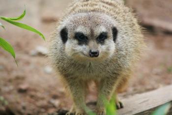 Fondo de Pantalla de pixabay_2356629.jpg