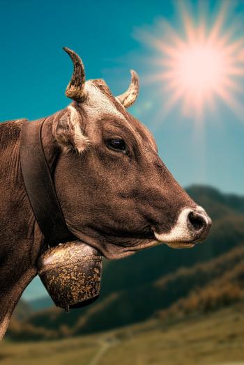 Fondo de Pantalla de pixabay_2193018.jpg