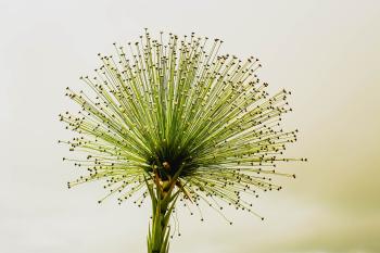 Fondo de Pantalla de pixabay_2071522.jpg