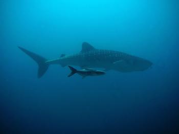 Fondo de Pantalla de pixabay_207401.jpg