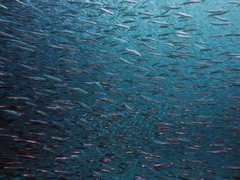 Fondo de Pantalla de pixabay_1656504.jpg