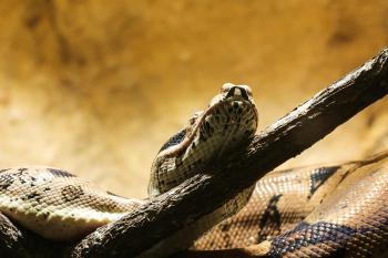 Fondo de Pantalla de pixabay_1522256.jpg