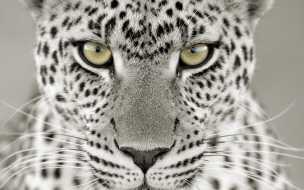 Leopardo en primer plano: wallpaper 4K de alta calidad