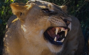 Leona rugiente en la sabana - Wallpaper 4K impactante