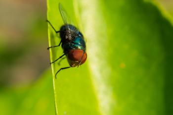 Fondo de Pantalla de pixabay_1261137.jpg