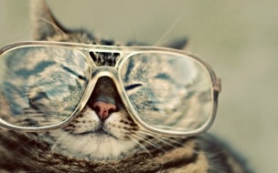 Gato con gafas en alta calidad - Wallpaper 4K divertido