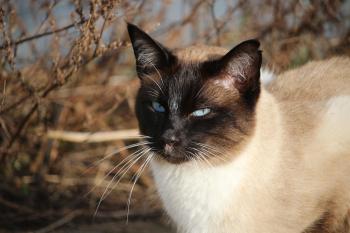 Fondo de Pantalla de pixabay_1184995.jpg