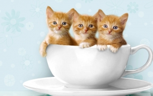 Tiernos gatitos en taza - Wallpaper 4K alta calidad