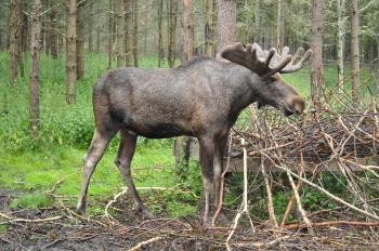 Fondo de Pantalla de pixabay_1041035.jpg