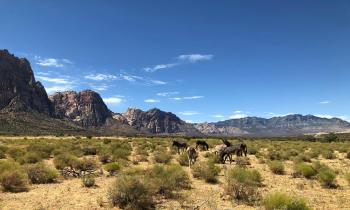 Fondo de Pantalla de pexels_5268607.jpg