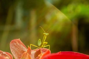 Fondo de Pantalla de pexels_30930077.jpg