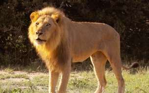 León majestuoso en la sabana - Wallpaper 4K HD