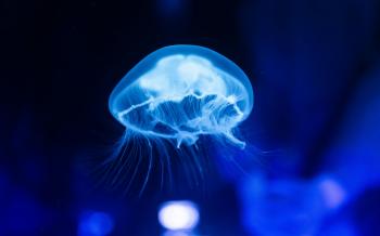 Fondo de Pantalla de pexels_30759239.jpg