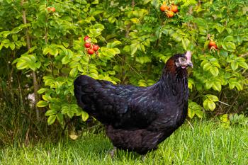 Fondo de Pantalla de pexels_30669194.jpg