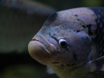 Fondo de Pantalla de pexels_30663636.jpg