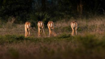 Fondo de Pantalla de pexels_30666632.jpg