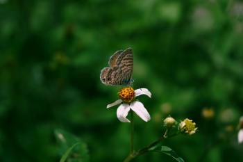 Fondo de Pantalla de pexels_30602202.jpg