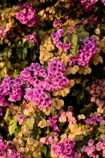 Fondo de Pantalla de pexels_30616576.jpg