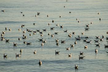 Fondo de Pantalla de pexels_30616587.jpg